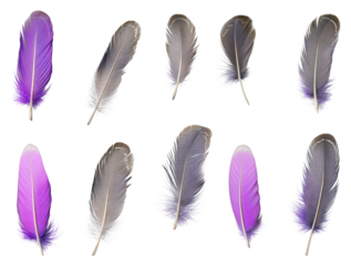 Colorful feathers in various shades of purple