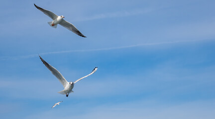 Many seagulls bird flying in clear blue sky. Beautiful group of seagulls fly over the sea. Copy space