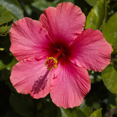 Obraz premium Beautiful gentle pink Hibiscus rosa-sinensis aka Chinese hibiscus
