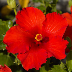 Beautiful  Hibiscus rosa-sinensis aka Chinese hibiscus isolated on white background
