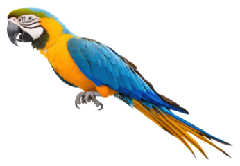 Colorful macaw perched with vibrant feathers