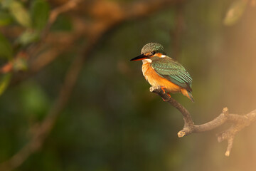 Portrait of a Common kingfisher perched on mangrove tree at Sundarban tiger reserve, India