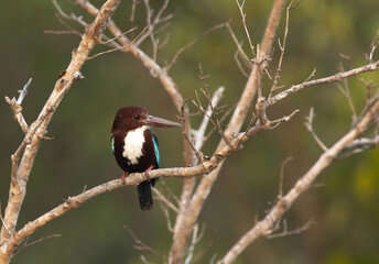 White-throated kingfisher perched on mangrove tree at Sundarban tiger reserve, India