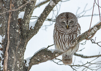 Barred Owl - Strix Varia ~ Perched on a snow covered branch