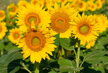 yellow flowers, agricultural products. photos of sunflowers.