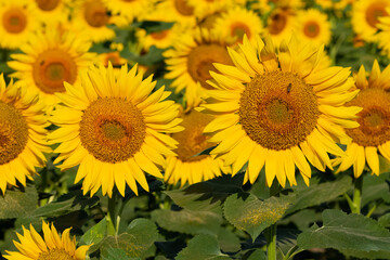 Fototapeta premium yellow flowers, agricultural products. photos of sunflowers.