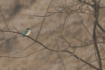Collared kingfisher perched on mangrove tree at Sundarban tiger reserve, India