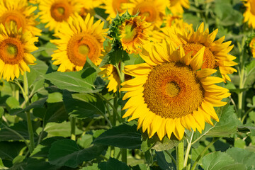 Obraz premium yellow flowers, agricultural products. photos of sunflowers.