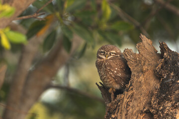 Spotted owlet perched on mangrove tree at Sundarban tiger reserve, India