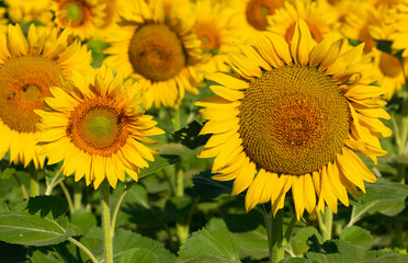 Obraz premium yellow flowers, agricultural products. photos of sunflowers.