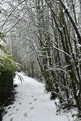 Chemin sous la neige entre arbres et buisson à Écaussinnes d'Enghien (Hainaut) 