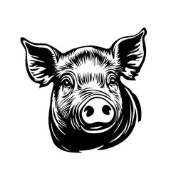 black and white pig head vector in vintage engraved style with textured fur lines