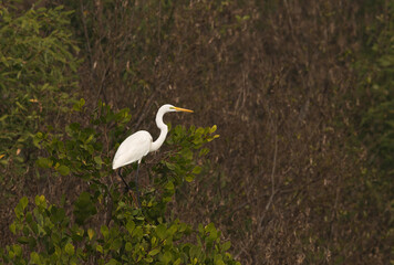 Great egret on mangrove tree of Sundarban tiger reserve, India
