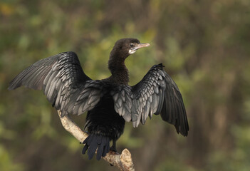 little cormorant perched on mangrove tree of Sundarban tiger reserve, India