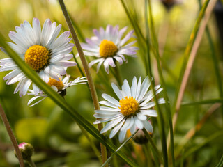 daisy in the grass
