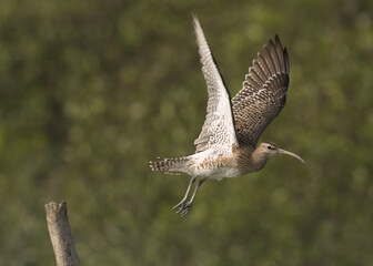 Whimbrel takeoff in mangrove forest of Sundarban tiger reserve, India