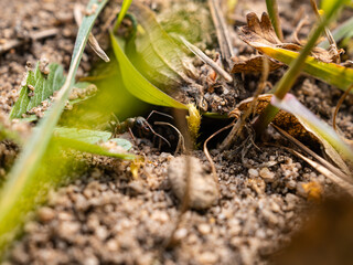 ants on the ground