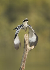 Pied kingfisher takeoff from a mangrove tree log at Sundarban tiger reserve, India