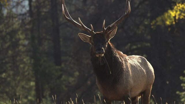 Bull elk bugling during the rut in Banff National Park, Canada. 