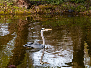 great white heron