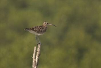 A Whimbrel on green at Sundarban tiger reserve, India