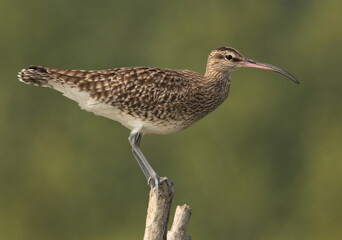 Closeup of a Whimbrel perched on mangrove tree log at Sundarban tiger reserve, India