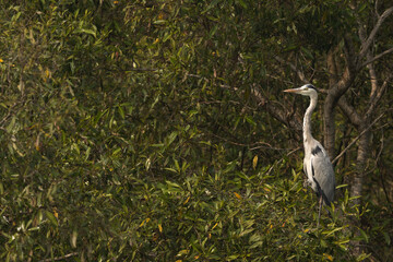 Grey heron perched on mangrove tree at Sundarban tiger reserve, India
