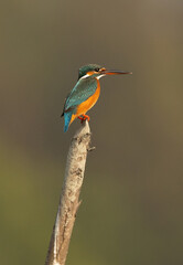 Closeup of a Common kingfisher perched on mangrove tree log at Sundarban tiger reserve, India