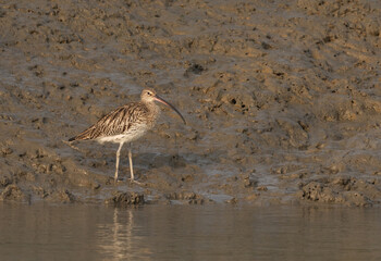 Eurasian curlew in the mudflat of Sundarban tiger reserve, India