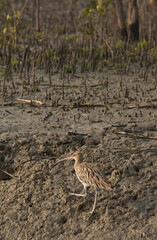 Eurasian curlew in mangrove forest of Sundarban tiger reserve, India