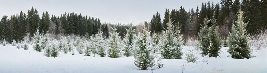 A wintery scene of a forest with young fir trees covered in snow, creating a frosty backdrop for...
