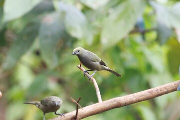 Palm tanager, Thraupis palmarum, on a branch