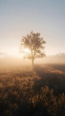 Obraz premium A tree without leaves in the middle of an open field, with sun shining through branches 