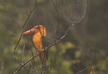 Brown-winged kingfisher and spider webs at Sundarban tiger reserve, India