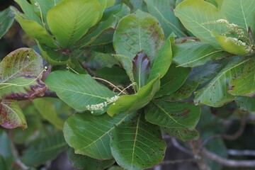 Foliage and flowers of a sea almond, Terminalia catappa
