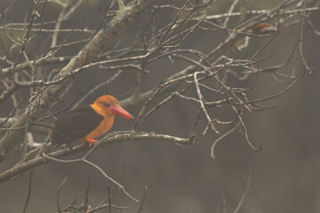 Brown-winged kingfisher perched on mangrove tree at Sundarban tiger reserve, India