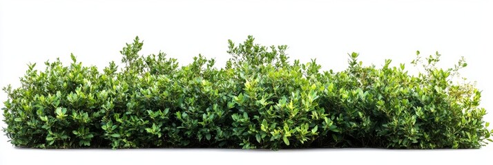 Lush green shrubbery isolated on white; landscape design element