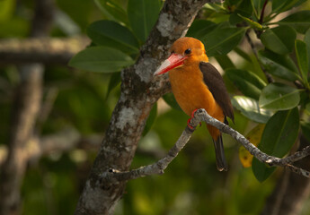 Closeup of a Brown-winged kingfisher perched on mangrove tree at Sundarban tiger reserve, India