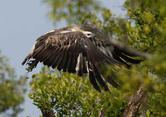 White-bellied sea eagle takeoff  at Sundarban tiger reserve, India