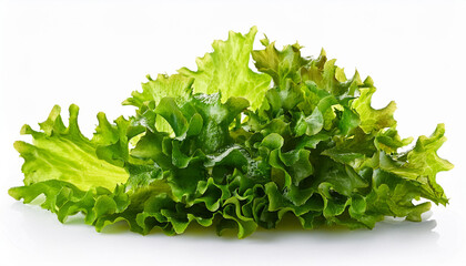 inexperienced algae sea lettuce ulva lactuca isolated on white background