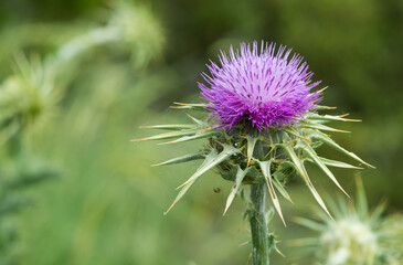 wild plants, wild thorn photos