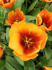 Close-up of beautiful orange tulip flowers in full bloom. A field of orange tulips in Keukenhof garden, Lisse, the Netherlands, Europe.