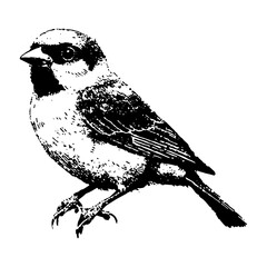 Sparrow Bird Perch Vector