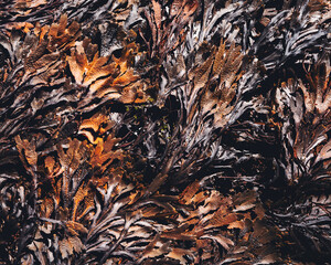 Seaweed