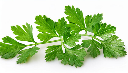 parsley herb isolated on white background with clipping path full depth of field focus stacking