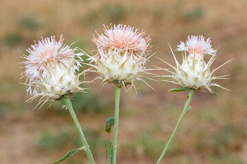 wild plants. prickly plant photos.