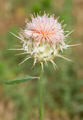 wild plants. prickly plant photos.