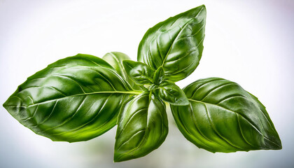 seasoning herb fresh leaves basil remoted on  background