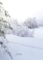 Fototapeta premium Snowy landscape with trees and a path