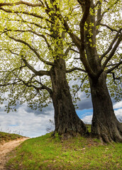Fototapeta premium Two trees are standing next to each other in a field